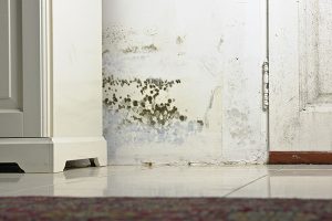 mold removal windsor