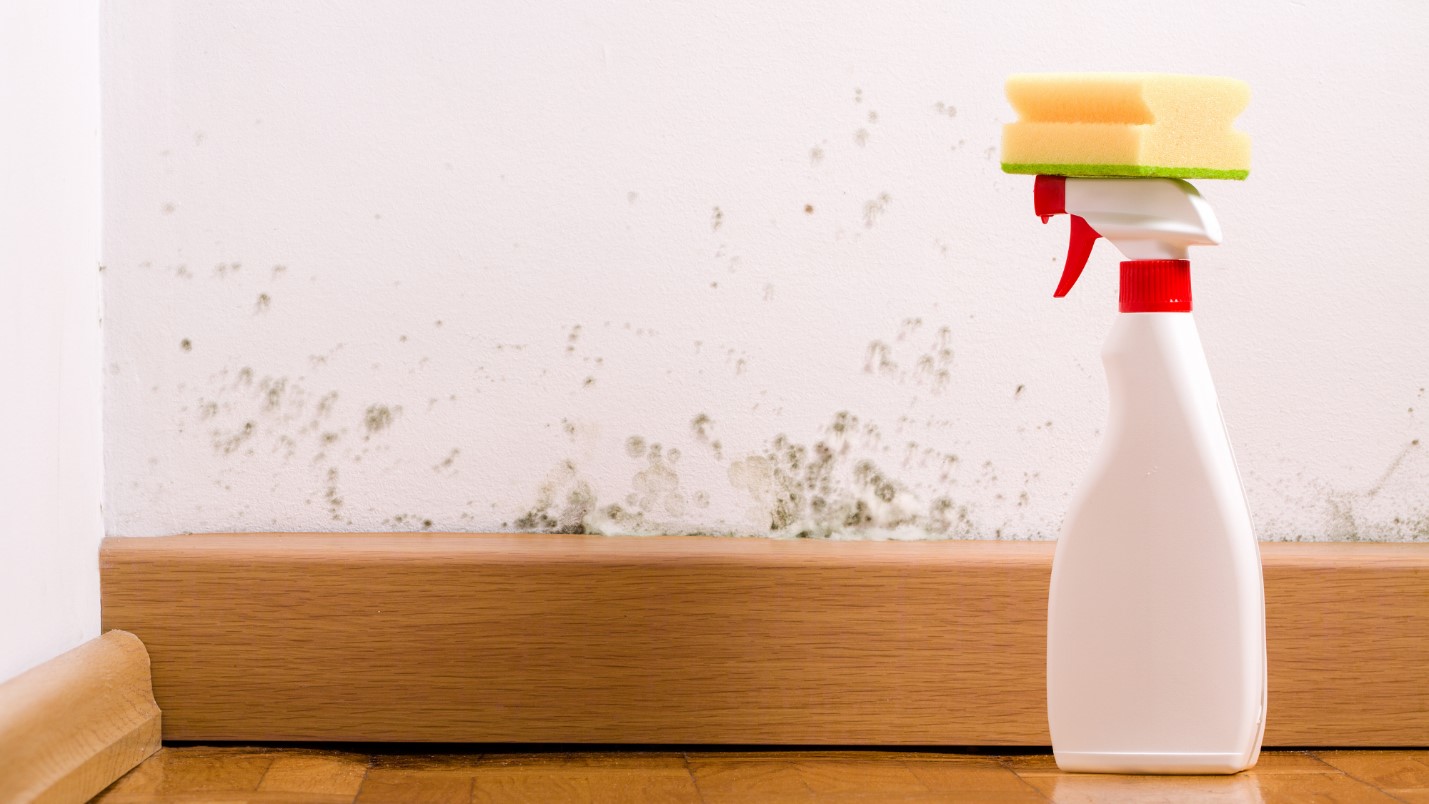 White spray bottle with sponge on top is placed on a wooden floor next to a wall with mold spots near the baseboard - an essential tip for maintaining a mold-free home.