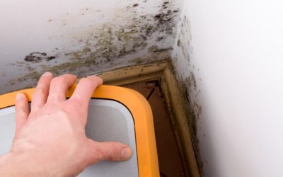 Mold Inspection: How Does Mold Affect Your Home?