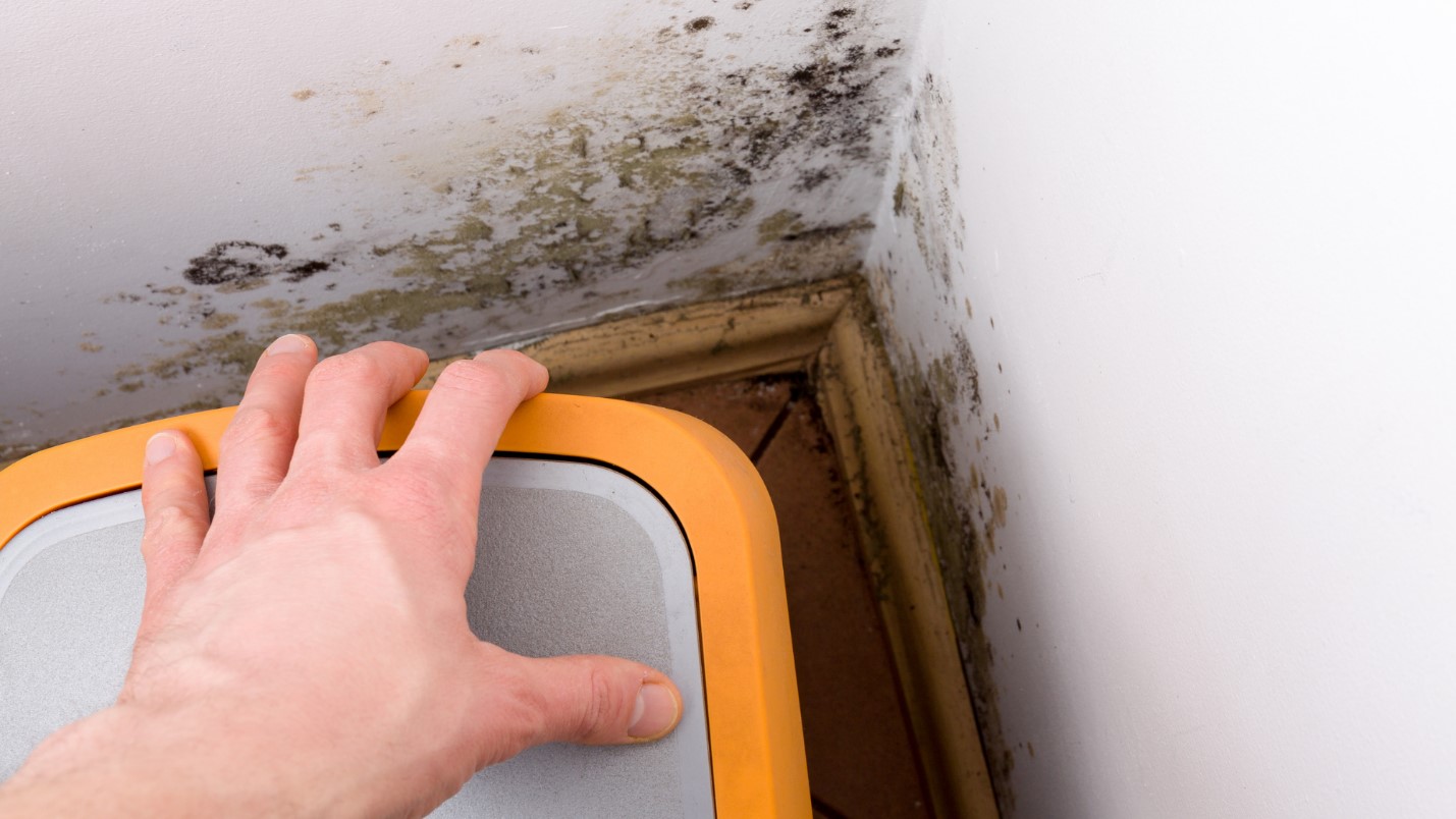 A hand reaches for an orange bin near a corner of a wall, showing clear signs of mold inspection necessity due to visible water damage and mold.