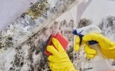 Everything You Need to Know About Mold Treatment
