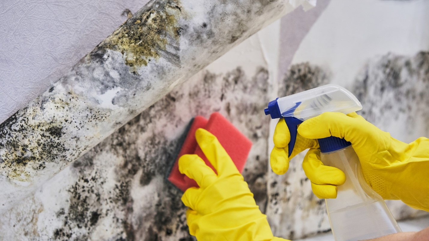 A person wearing yellow gloves uses a spray bottle and sponge to perform mold removal from a wall with peeling wallpaper.