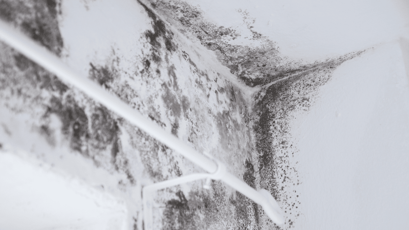 A corner of a room with white walls displays black mold growth, a visible mold warning sign, and a white pipe running across.