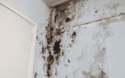 What Homeowners Need to Know About Water Damage and Mold