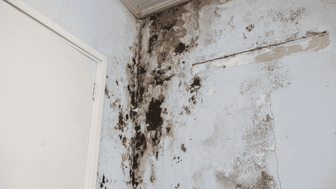 A wall and ceiling covered in water damage and with mold growing all over it.