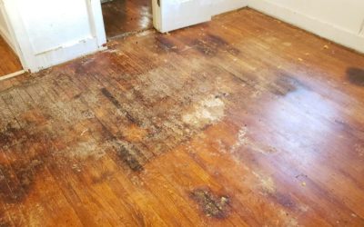 Hidden Mold in Your Home? What to Do After Water Damage