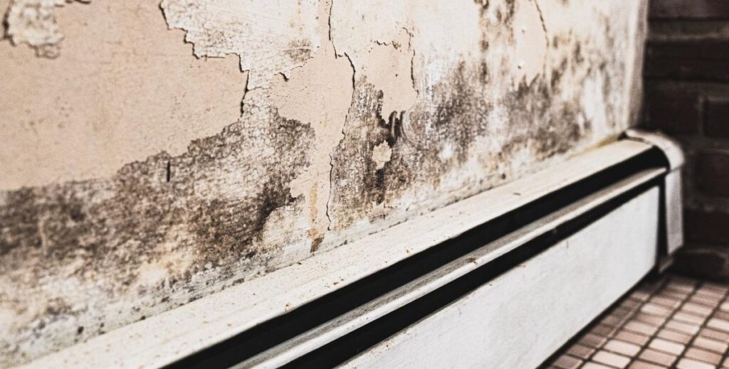 Close-up of mold growth on a water-damaged wall corner